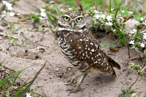 A burrowing owl stands in the open field near the FAU east Glades Road entrance in 2018.