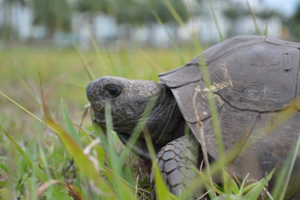 FAU’s threatened gopher tortoise population is disappearing ...