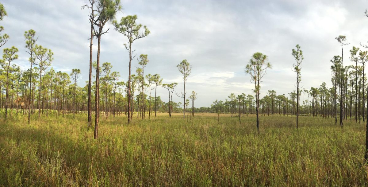 Photo of Jonathan Dickinson State Park, courtesy of Florida State Parks.