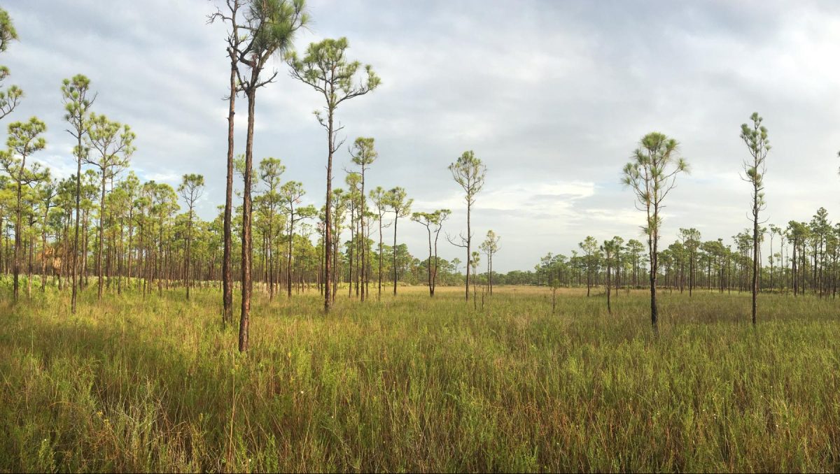 Photo of Jonathan Dickinson State Park, courtesy of Florida State Parks.