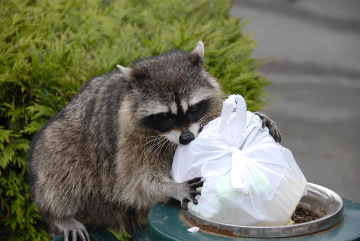 A photo of a raccoon digging through garbage, courtesy of Lupico from IStock.