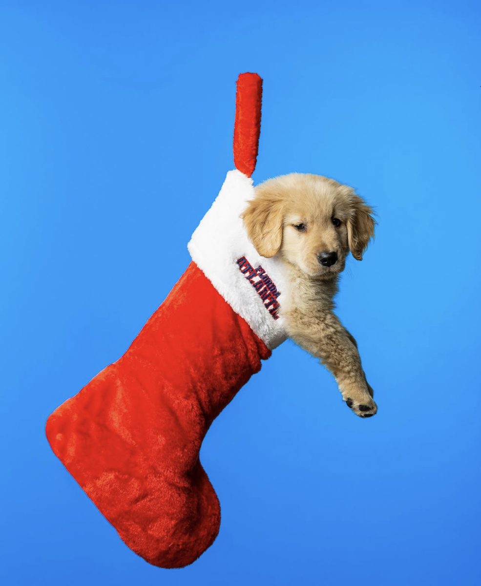 Millee, the golden retriever, hanging out of an FAU-themed Christmas stocking (Courtesy of the FAU Instagram).
