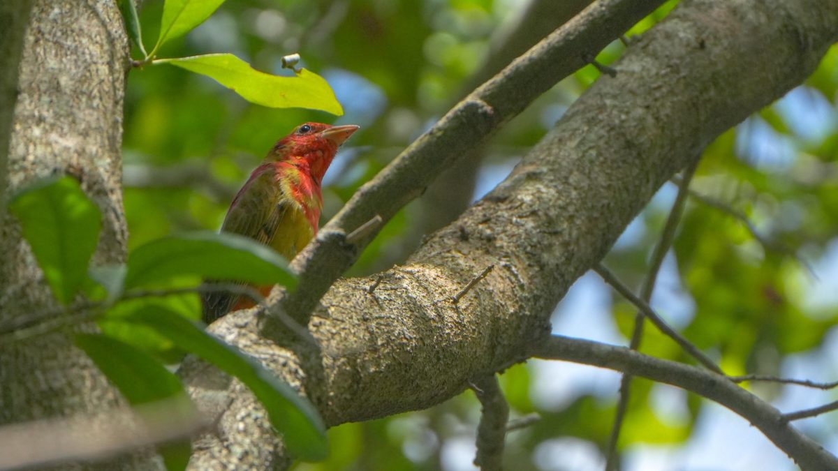 Florida-native Summer Tenager birds can be found around Robert J. Huckshorn Arboretum on Florida Atlantic University’s John D. MacArthur campus in Jupiter
