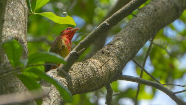 Florida-native Summer Tenager birds can be found around Robert J. Huckshorn Arboretum on Florida Atlantic University’s John D. MacArthur campus in Jupiter