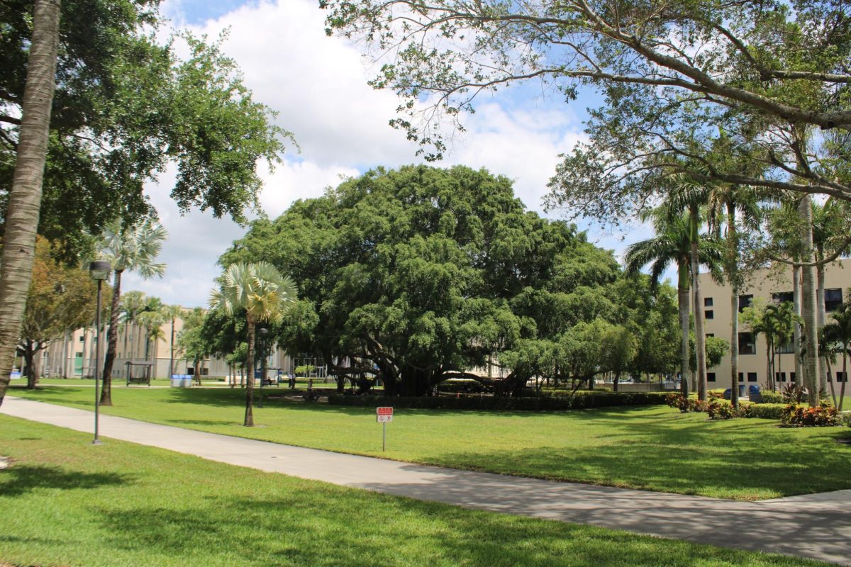FAU tree study hub: Experts discuss tree preservation and health benefits