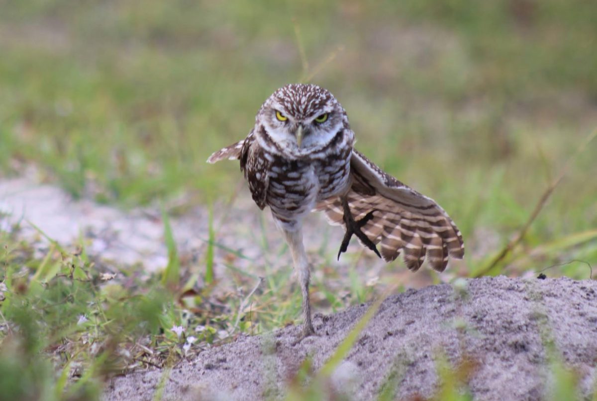 A burrowing owl in a fighting stance, defending
its natural habitat on the Boca Raton campus.