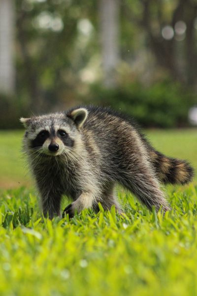 A raccoon spotted on Florida Atlantic's Boca Raton campus. 