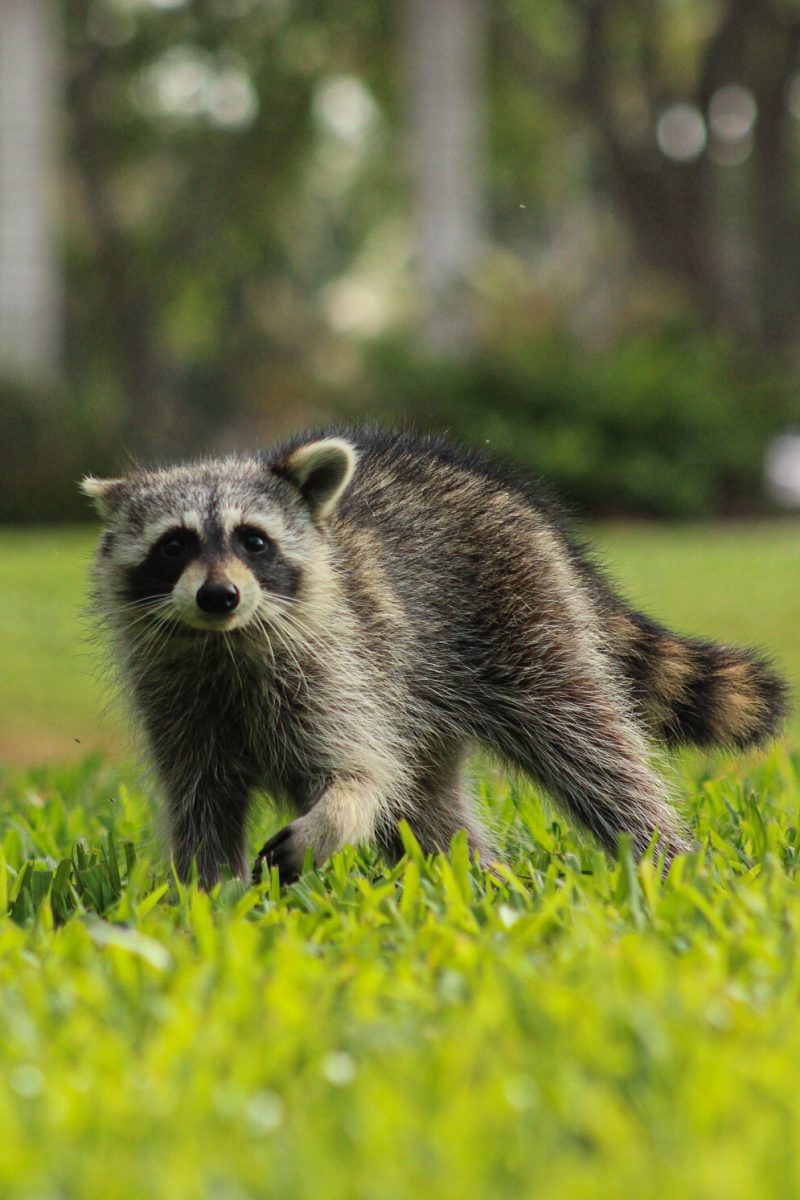 A raccoon spotted on Florida Atlantic's Boca Raton campus. 