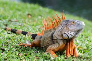 The Green Iguana is a species invasive to Florida.